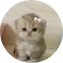 Bibi