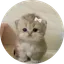 Bibi
