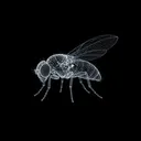 Flybrain
