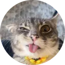 Rigby The Cat