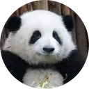 HUA HUA