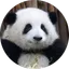 HUA HUA