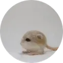 MIKI