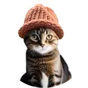 catwifhat