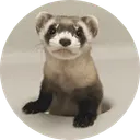 Sibert