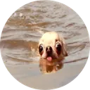 doginwotah