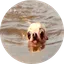 doginwotah