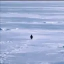 Nietzschean Penguin