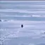 Nietzschean Penguin