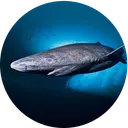 Gurry the Greenland Shark