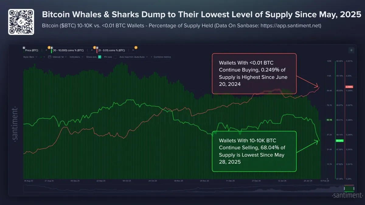 Bitcoin whales reduce holdings as small wallets accumulate