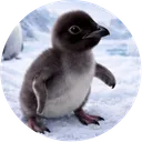 World's Tiniest Penguin