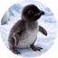 World's Tiniest Penguin