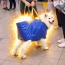 dog in a bag