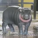 イロハ