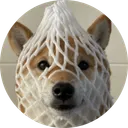 Wrapped DOG