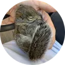 Blueberry The Squirrel