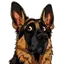 Hund