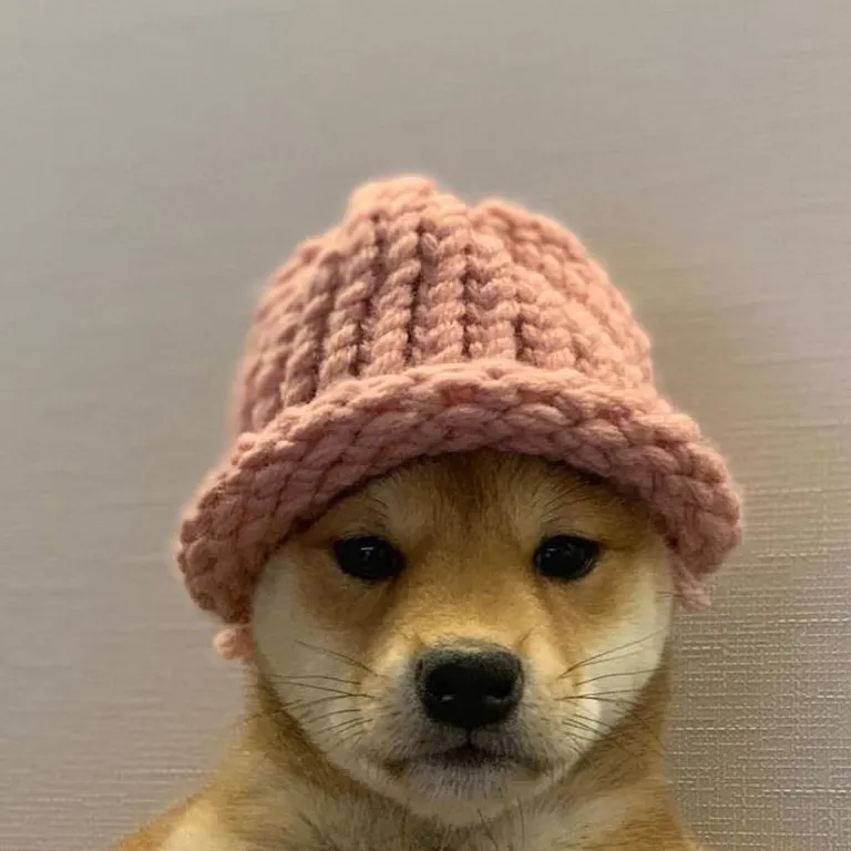 dogwifhat meme coin