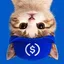 UpSideDownCat