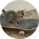 SkateCat