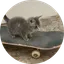 SkateCat