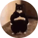Fat Cat