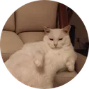 SofaCat