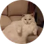 SofaCat