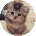 ELON’S CAT