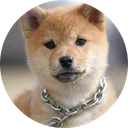 Onchain dog