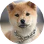 Onchain dog