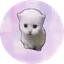 hop cat