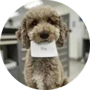 a16z AI Dog