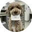 a16z AI Dog