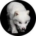 New Ancient DNA Cloned Wolf