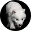 New Ancient DNA Cloned Wolf