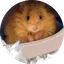 Woolly Mouse