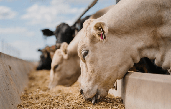 Mexico Cattle Exports to US Resume, Beef Prices Remain Near Record Highs