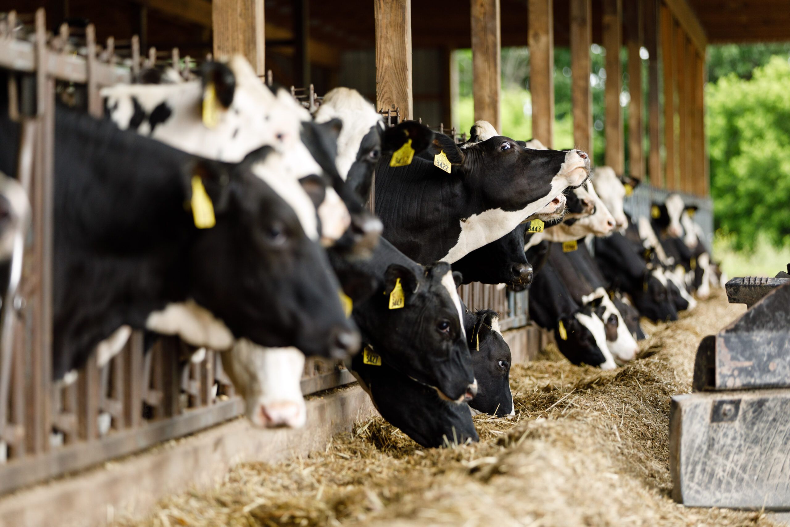 US Beef Recall: 29,628 Pounds of Argentine Meat Pulled Over Inspection Failure