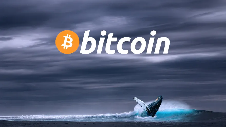 Bitcoin Whales Step In During the Market Drop to Buy at Discount Prices from "Panic Sellers"